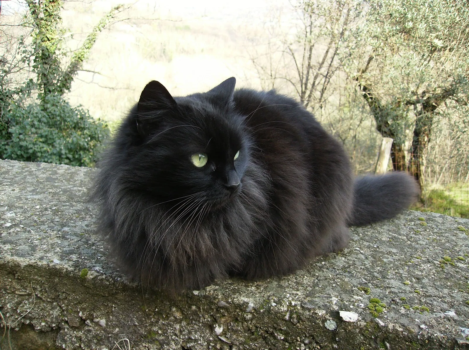 Gattini croccanti glassati