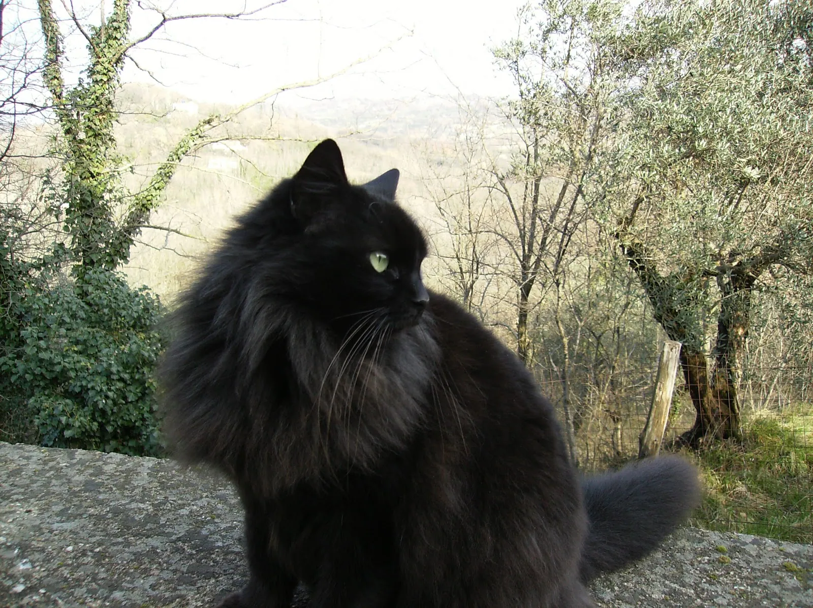 Gattini croccanti glassati